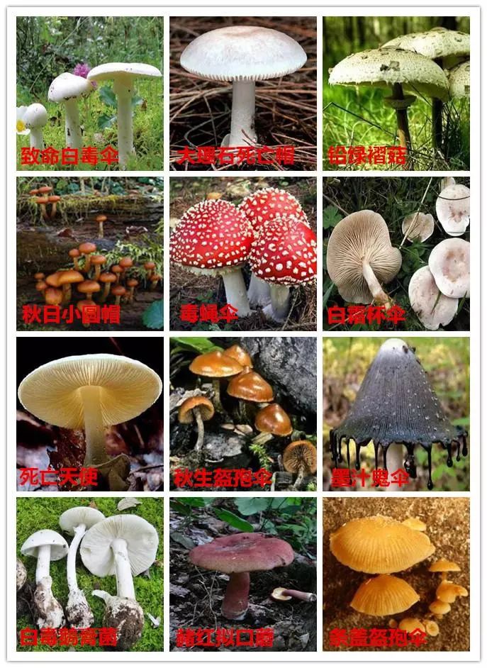 目前,世界上已发现的毒蘑菇种类多达400余种,分布广泛,毒性各异,我国