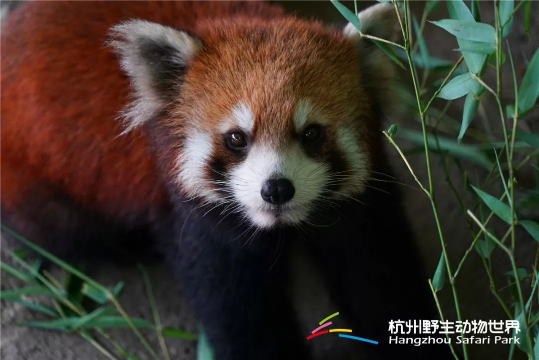 什么动物是一对一对的 e9d2742cf21d47f99fffbc58744e49fe.jpeg