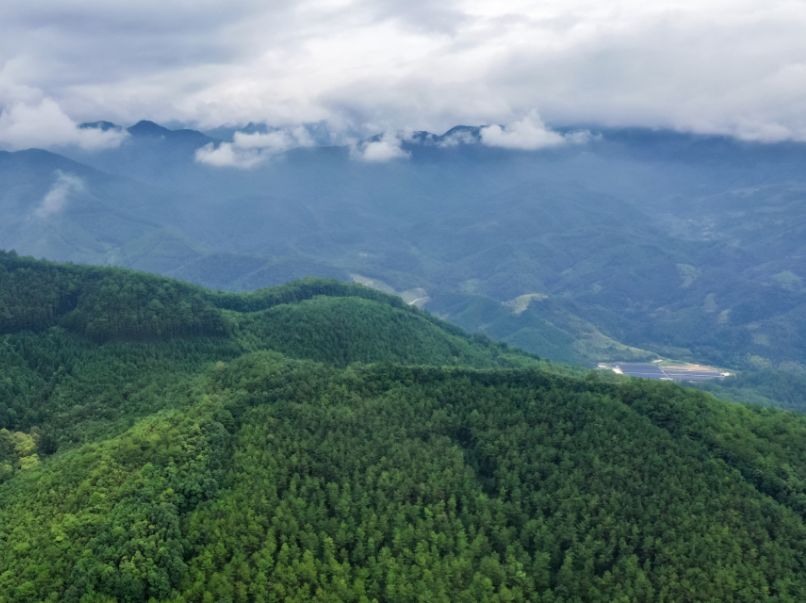 近年来,非法采伐,毁林开垦等涉林违法行为有所抬头,保护形势严峻,因此