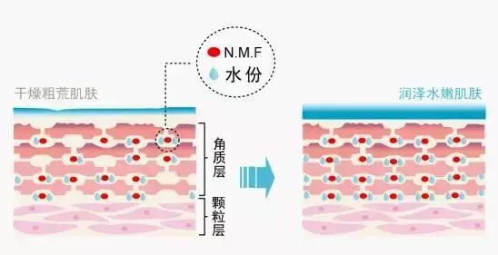这全靠一种叫 nmf的天然保湿因子