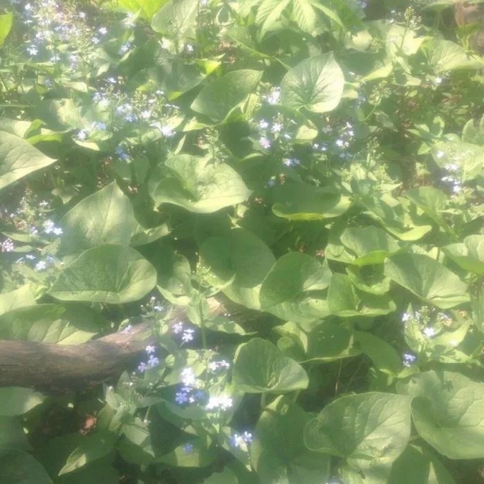 背景 壁纸 绿色 绿叶 树叶 植物 桌面 700_700