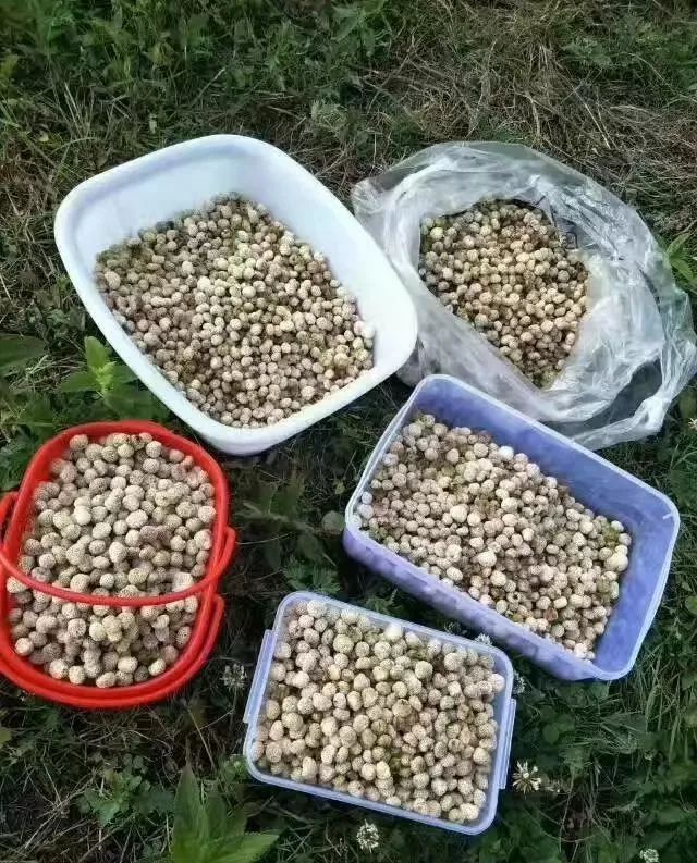 威信的大米泡儿熟了,实在是太好吃了!今年你吃了吗?