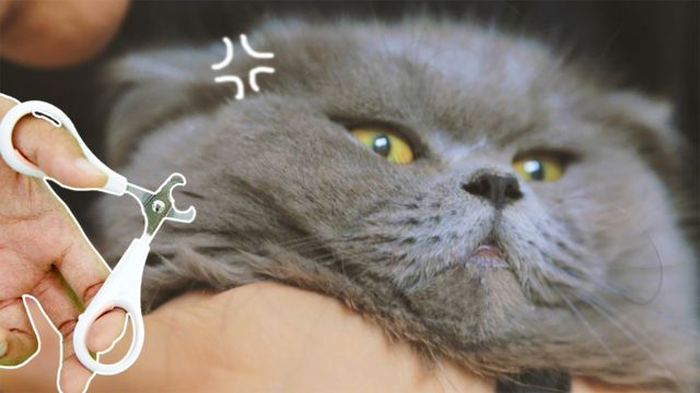 猫指甲钳安全挡片怎么用