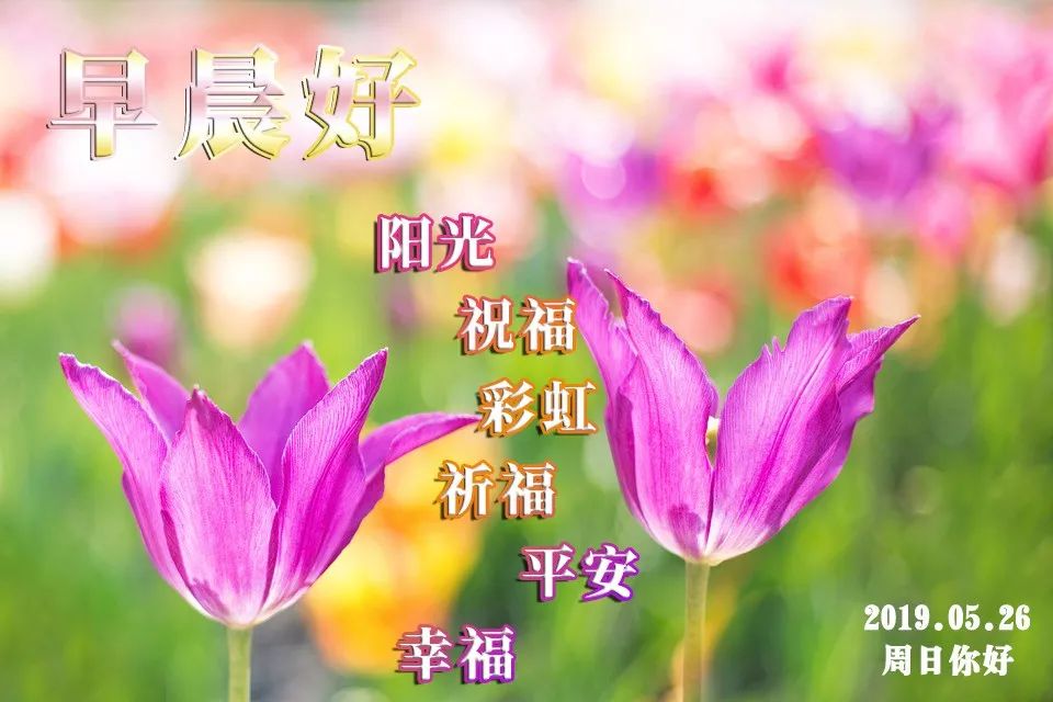 2019最新版早上好微信图片表情祝福语,早晨好温馨问候