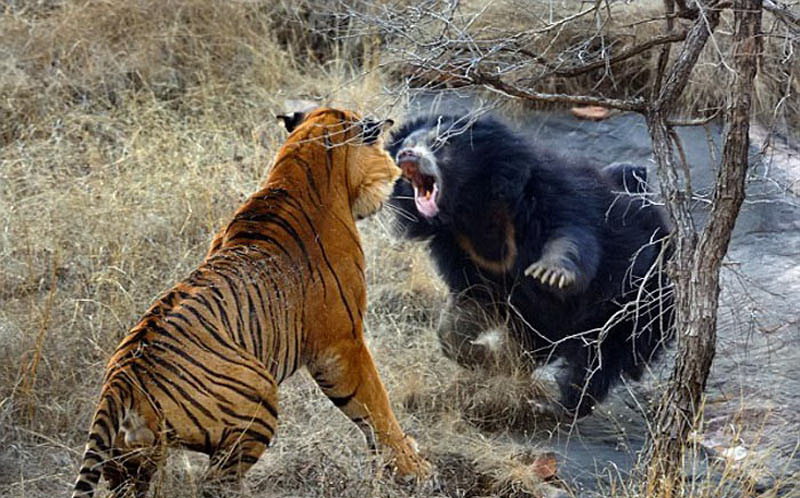 多少斤算大型动物 0dd3bf7d173748a38b8efb9fefef385f.jpeg