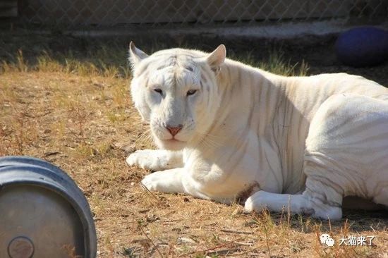 原创除了白化大熊猫,这8种罕见的白化猫科动物也能让你大开眼界