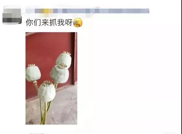 5月22日,@平安洛阳 接网友举报称: 有人在朋友圈发布罂粟照片,配文