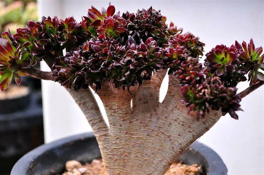 多肉叶插苗怎么插 1e01b6c5f4e746549b8628214885afcf.jpeg