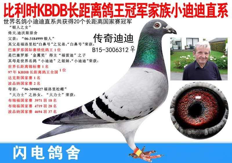此对幼鸽父亲,比利时kbdb长距离鸽王冠军世界名鸽小迪迪多重回血!