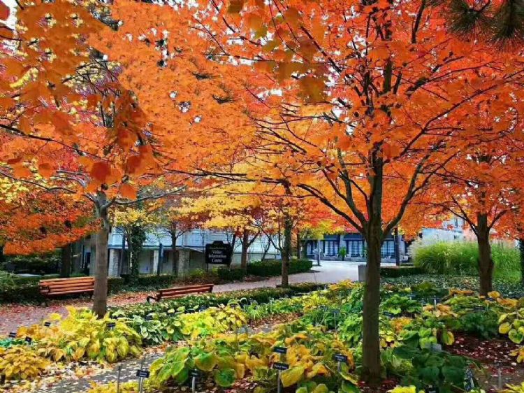 去加拿大留学想移民,选择这些专业准没错!