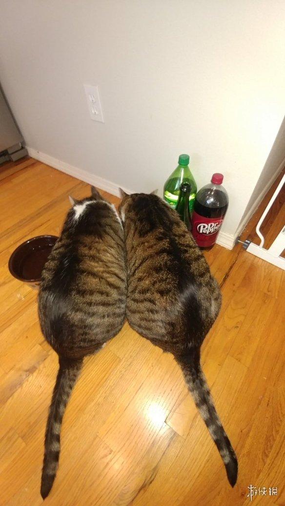 一不小心长到巨猫体重的猫咪们 日本网友晒巨猫萌照
