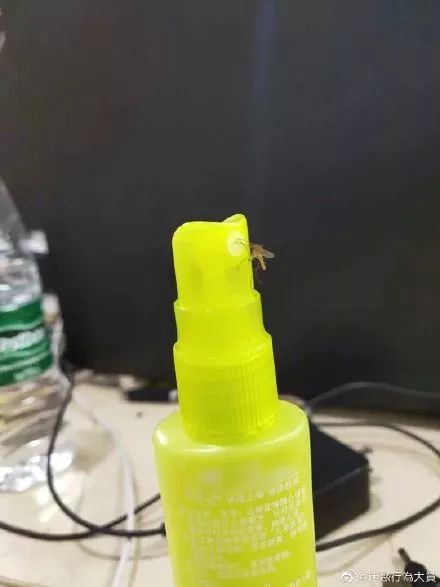                     这年头蚊子都成精了！拿什么保护你，我的花露水？