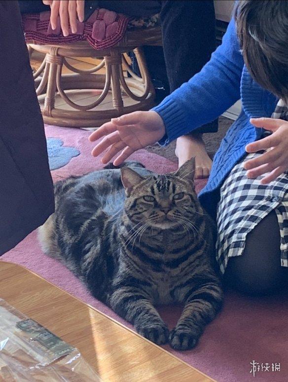 一不小心长到巨猫体重的猫咪们 日本网友晒巨猫萌照