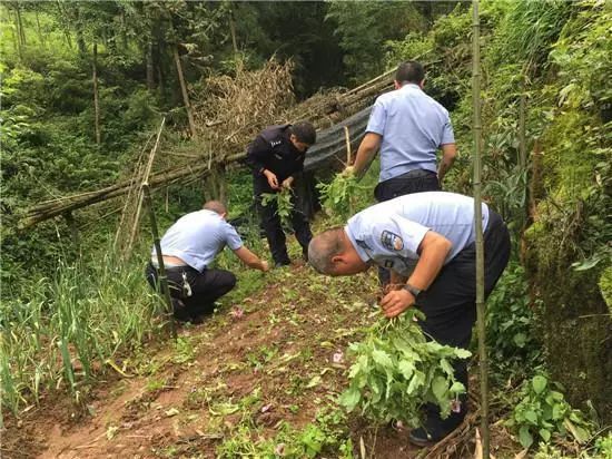 大石植村人口多少_丹乡论坛,垫江新闻网,垫江论坛,大石乡春耕打技术牌,确保农(3)