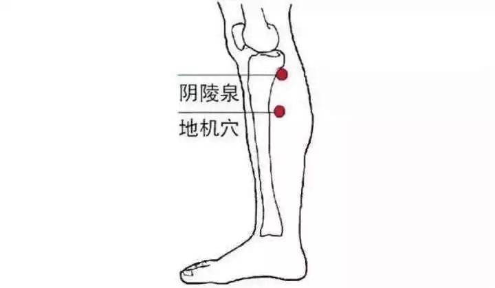 地机是脾经的郄穴,有转运人体脾土能量的作用,长于治疗痛证和血证