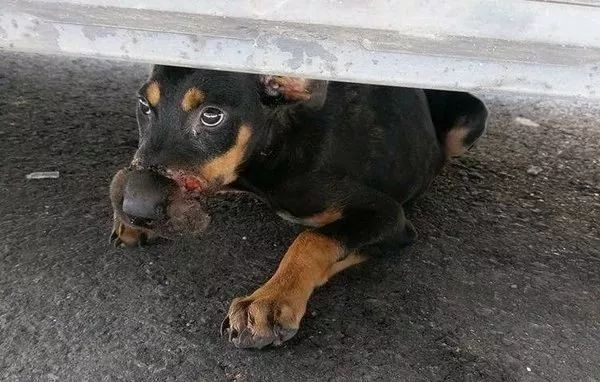 流浪狗妈身亡，无知幼犬却仍在抢着吃奶，凶手是一根橡皮筋