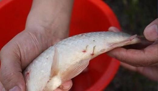 河鱼和海鱼,谁更有营养,寄生虫更少?夏季买鱼时不要选错了