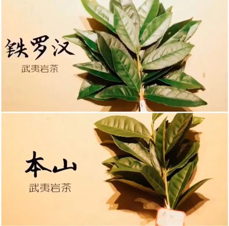 吕洞宾 白雪梨 并蒂兰 正芍药 正瑞香 绿芙蓉醉毛猴 金丁香 仙人掌 桃