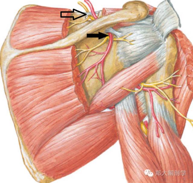 切迹远侧1cm 处发出 2 运动支到冈上肌;在肩胛上横韧带近侧或其下方