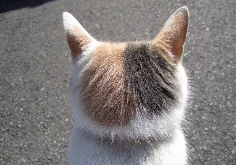 猫咪毛茸茸的后脑勺真的太太太太太太好吸了!