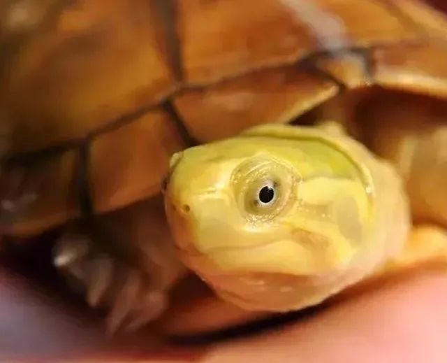 黄喉拟水龟龟中的治愈系小天使