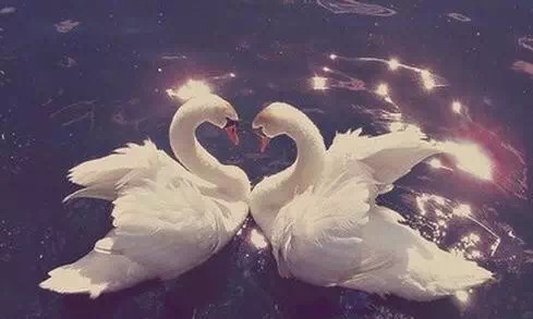 鹅鹅鹅作者背景 7a65c17b78a94418a3ddb88413445613.png