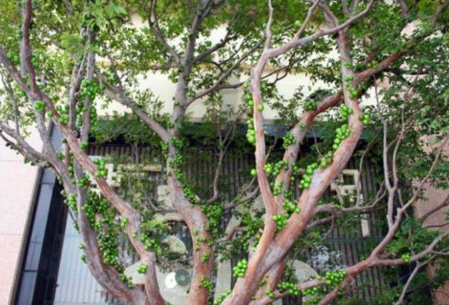 很高的树是什么品种 7d76a7b3a652448aa9738358c89a0bcd.jpeg