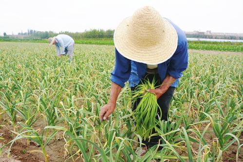 蒜什么时候施肥最合适 7f446c77504a431b8259cce2297becef.jpeg