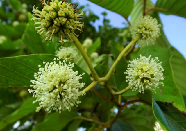 农村这植物叫"喜树",以前被人当柴火烧,现成为重点保护植物