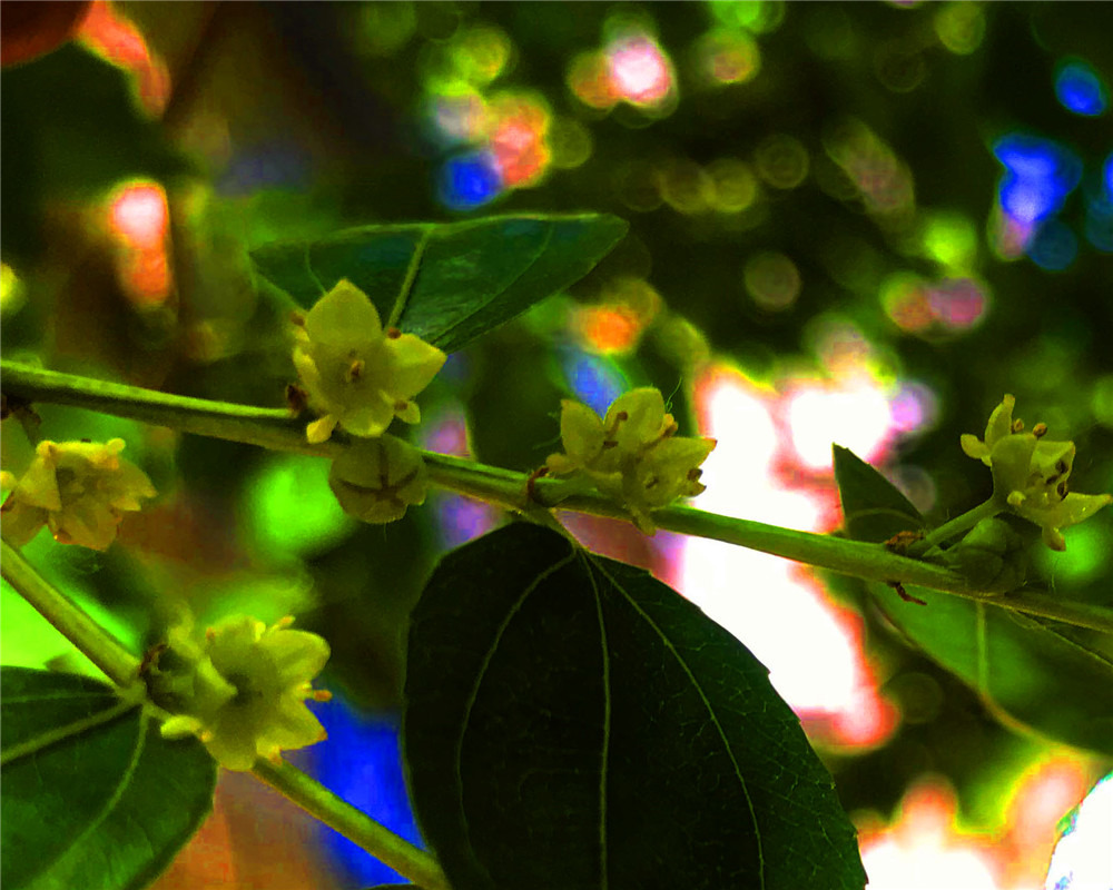 ͼӰ:ֻӰ: