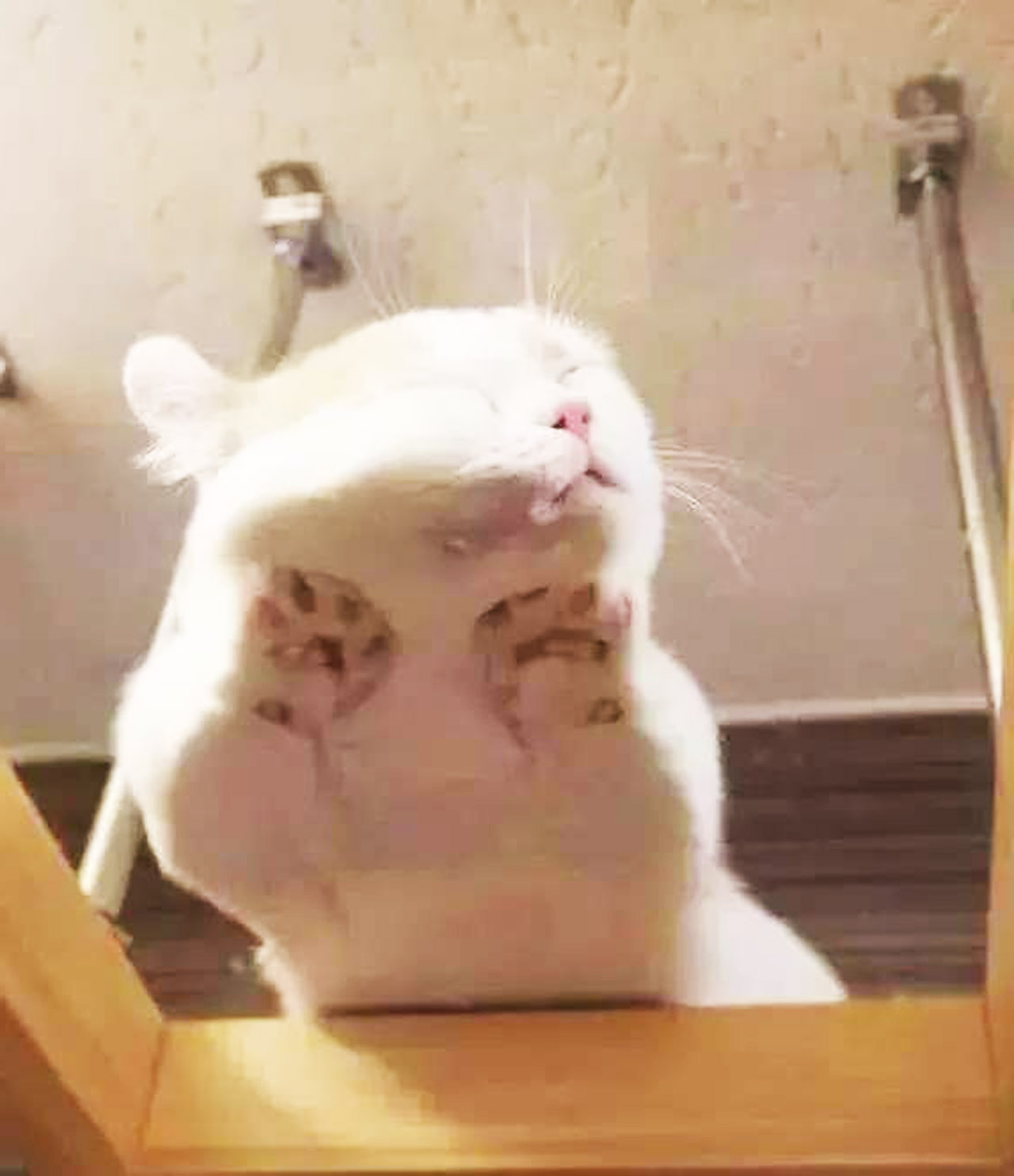 猫睡觉打呼噜感觉鼻塞一样 8cec4465ff094224adbb17fbaf4e30e2.jpeg