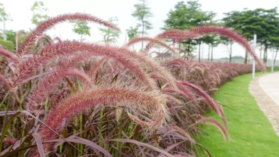 蜜糖草,向日葵,硫华菊……南海这片花海正值赏花期,约