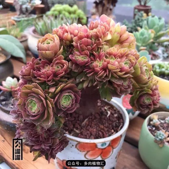 紫羊绒缀化
