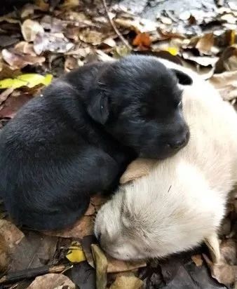 流浪狗妈身亡，无知幼犬却仍在抢着吃奶，凶手是一根橡皮筋