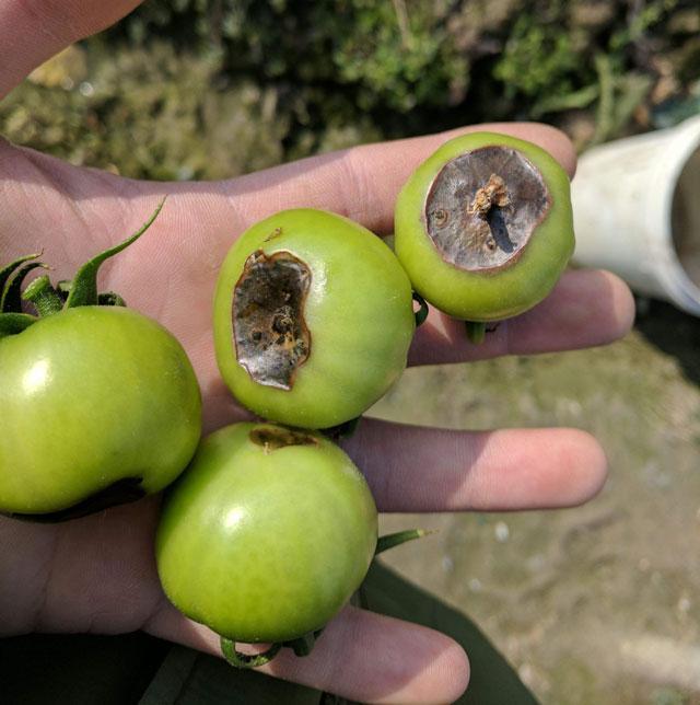 番茄脐腐病是番茄结果期经常发生的病害,发病之后控制不及时的话,番茄