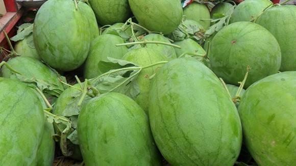 西瓜是怎么长得超大的 9e00695fadc74dffaf17c476a1ede51d.jpeg