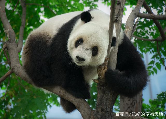 中国的大熊猫萌萌哒最可爱