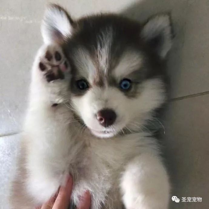 超萌狗子招手合辑!嗨,来呀撸狗吗?