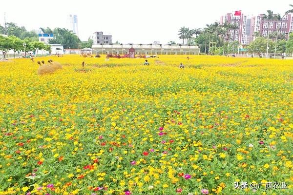 广西钦州农业学校发挥科普教育基地辐射作用打造广西最美中职学校