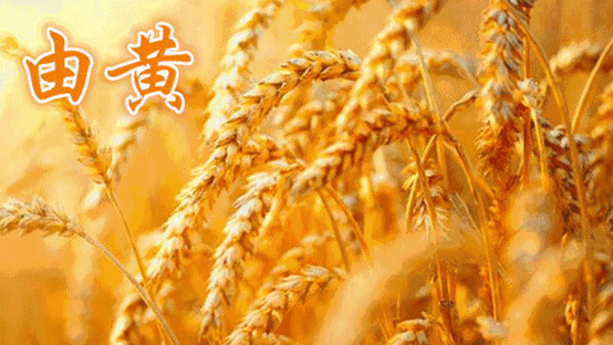现如今,现代化农机已经可以高效完成收获,耕种,秸秆综合利用等一体化