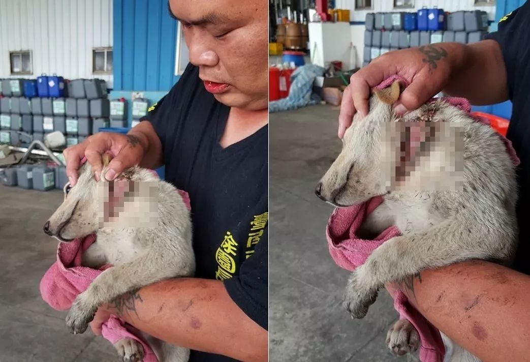 流浪狗妈身亡，无知幼犬却仍在抢着吃奶，凶手是一根橡皮筋