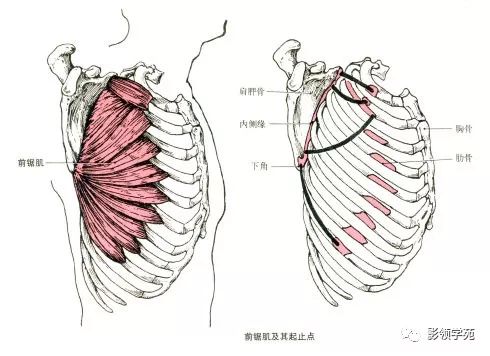 怎么收缩pc肌图解 bf4880bf5be54bf9ac701716156a9d57.jpeg
