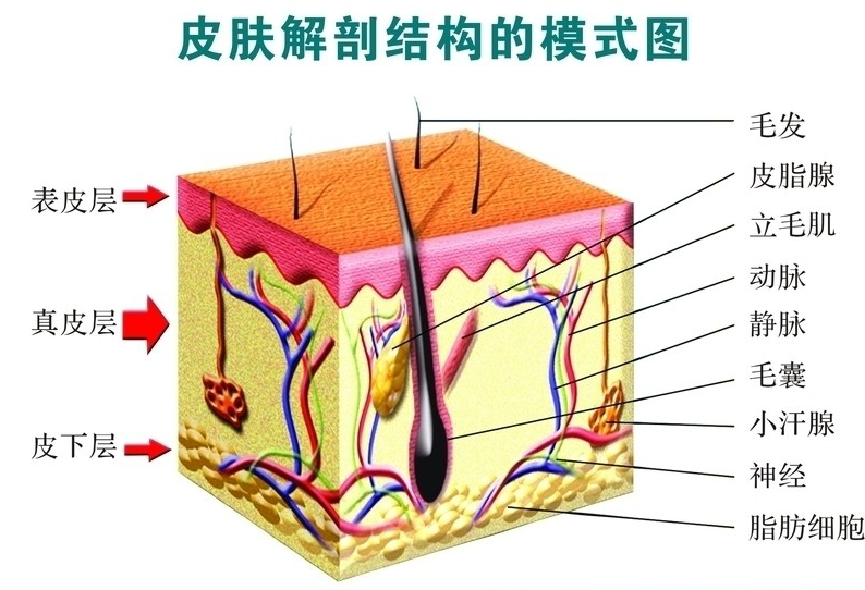 结石药的原理_所以根据我们人自身的生理特点,理论上最大横径为0.6cm以下的结石都可以用药物