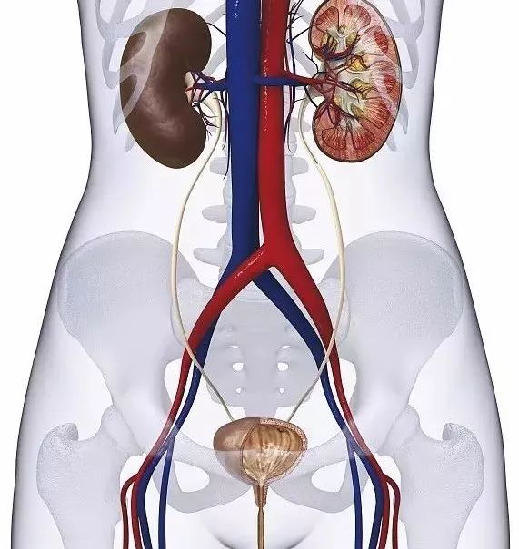 肾结石是怎样形成的原因图片 c1bc26a691054702973c52ee466f85da.jpeg