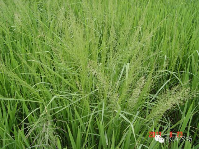 高清图谱识别 水稻这种草 无药可除的恶性杂草