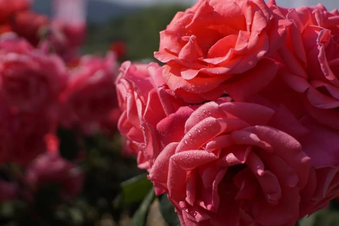 莱州市第二十九届月季花节 盛大开幕