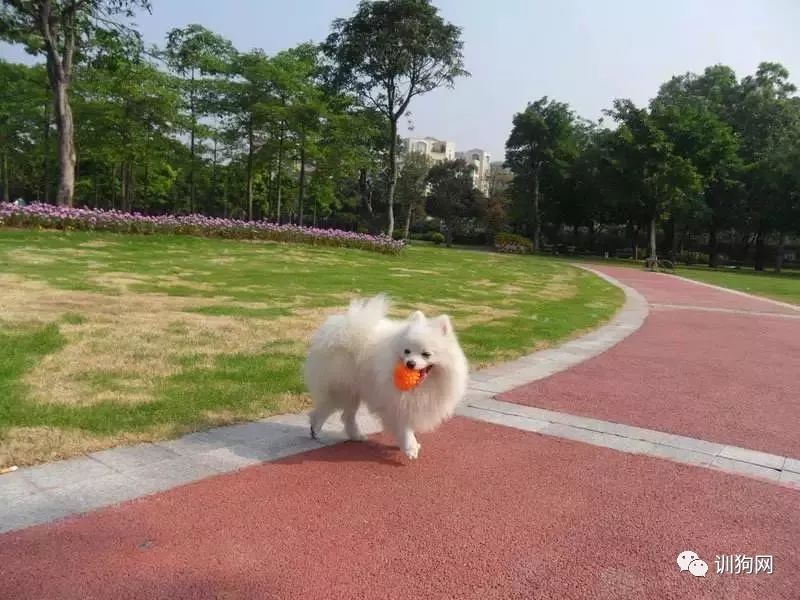 这几种错误的遛狗方式你有没有踩雷过? 凯发k娱乐l