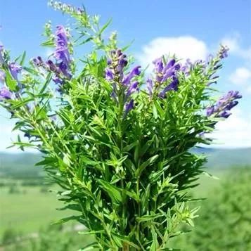 门头沟黄芩茶