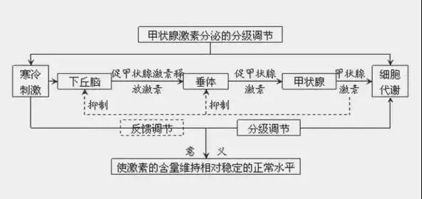 到底要怎么样提高代谢 e738297eb2574f8a8085384a2826e1a5.jpeg