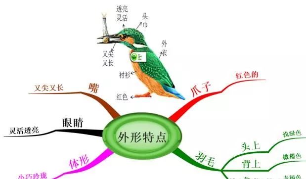 思维导图学语文,写作文:翠鸟